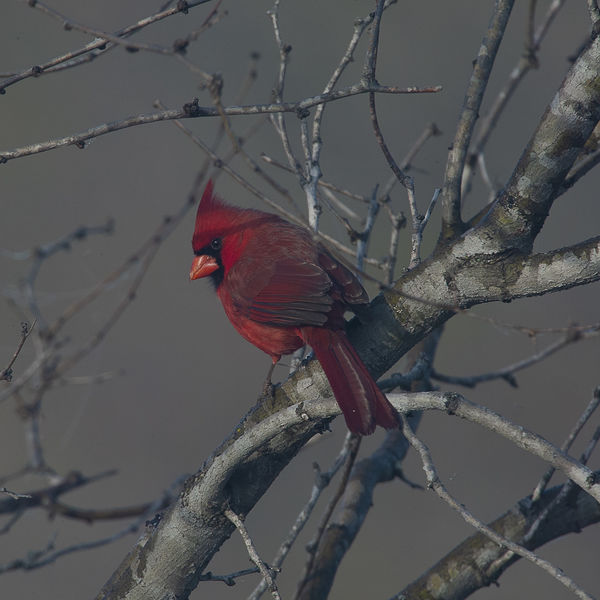 Red Bird (Thru Fog)...