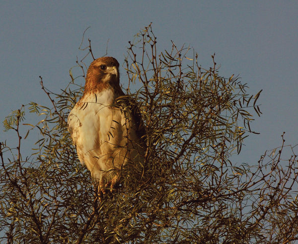 White-Tailed Hawk...