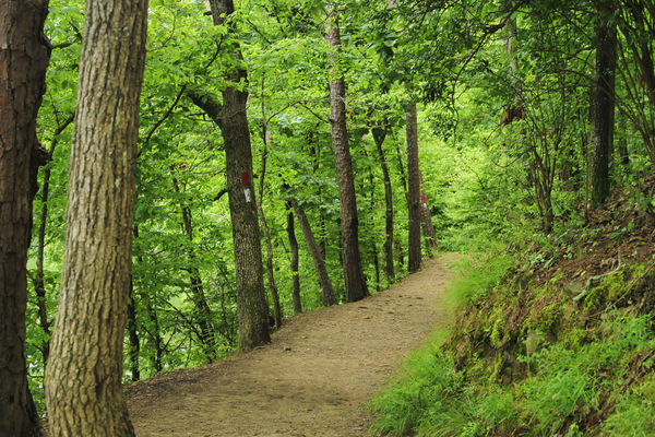 Wooded Path beside Lake Catherine...