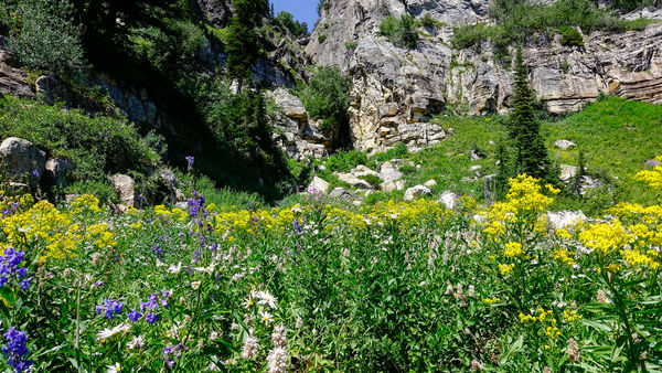 8.  Wildflowers along the cliff face...