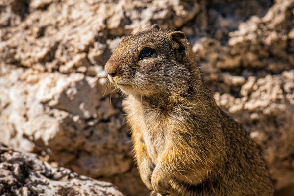Ground Squirrel - The term is most often used for ...