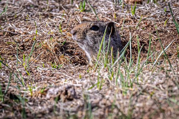 Unita Ground Squirrel - Only active for a few mont...