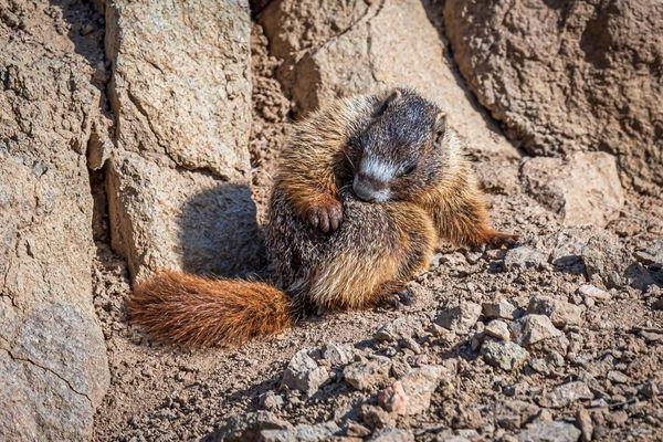 Yellow-bellied Marmot aka Rock Chuck - Juvenile...