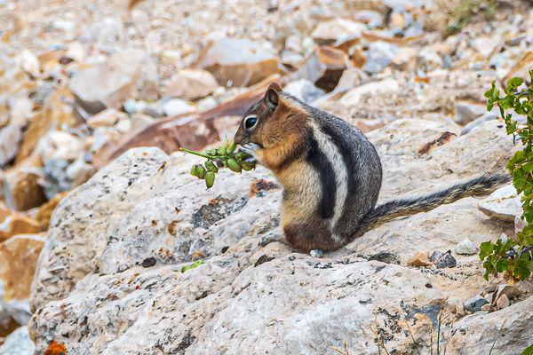 Golden-mantled Ground Squirrel – Usually silent, t...