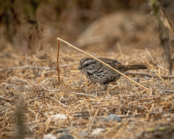Time to play Song Sparrow Limbo......