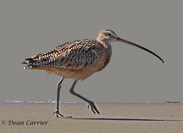 Long-billed Curlew...