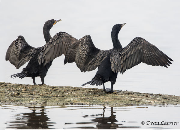 Double-crested Cormorants...