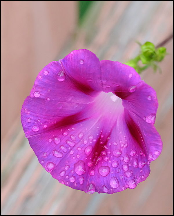 2. Another Glory with raindrops....