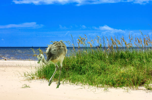 How about an Emu on the Beach...