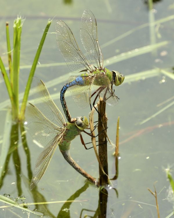 Hey you two, get a room!  Dragonflies mating...