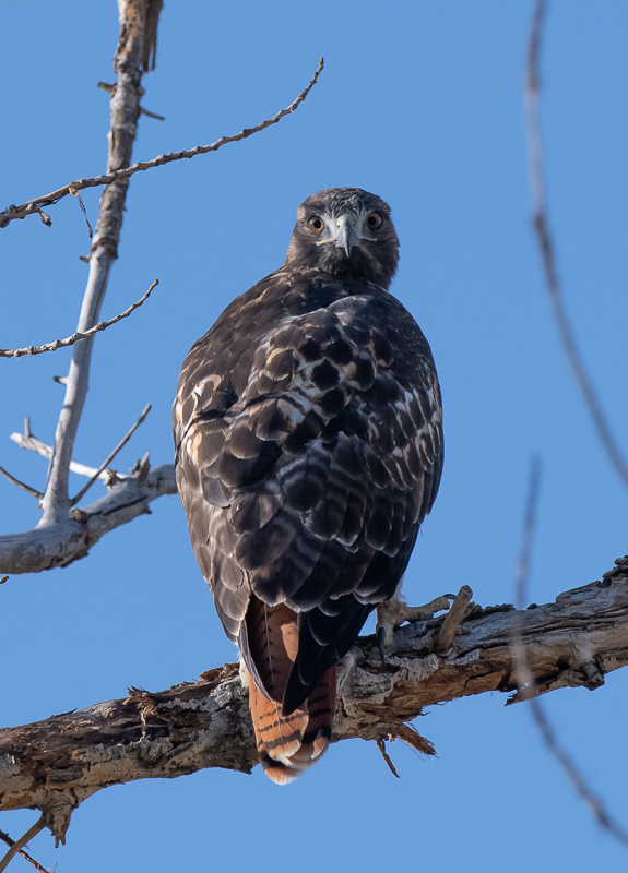 Hawks at Farmington Bay WMA (could use some ID help): Farmington Bay ...