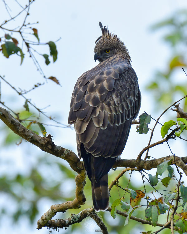 Crested Hawk Eagle...
