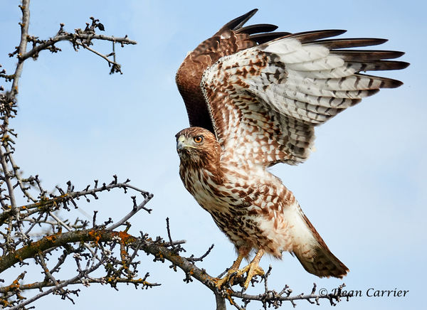 Red-tailed Hawk...