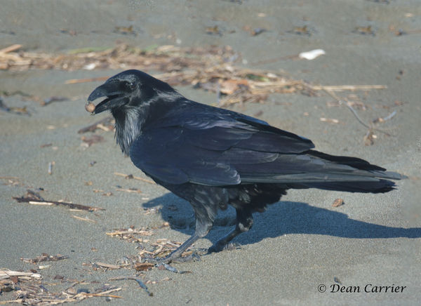 Common Raven...