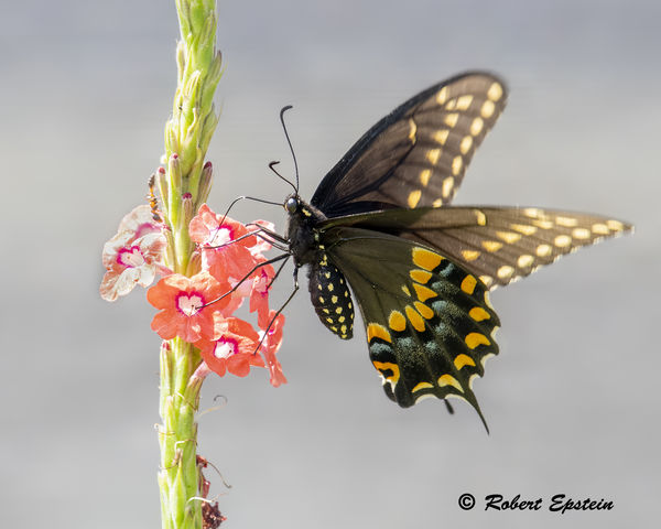 Black Swallowtail...