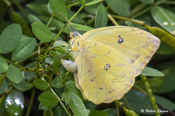 Female Cloudless Sulphur laying egg...
