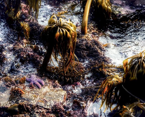 Tide Pools ... Hiked 3 days ago At McKerracher State Park Mendocino ...
