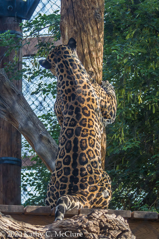 Jaguar sharpening her claws.  This was shot throug...
