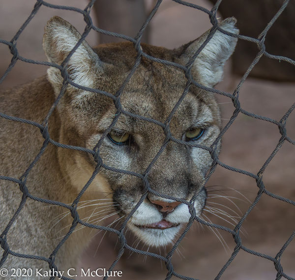 Mountain Lion.  I think I'm glad the chain link is...