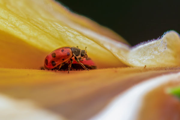 Lady bugs inside hibiscus flower...