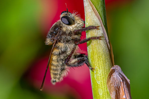 Robber Fly...