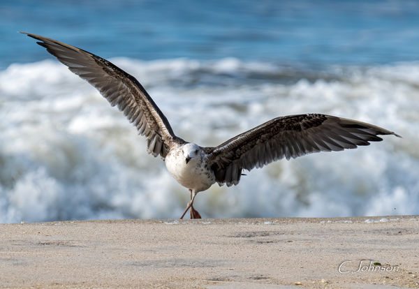 Great Black-backed Gull "Dancing"...