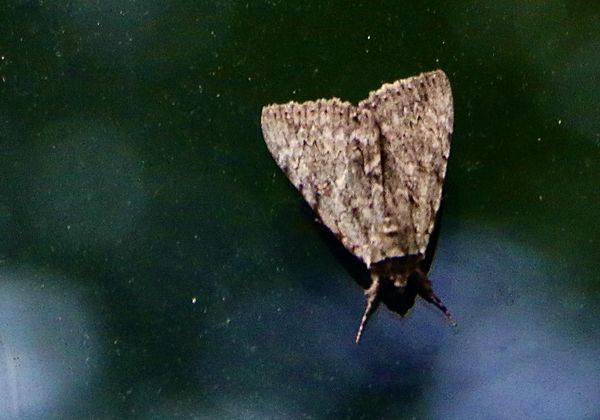apparently a carpet moth...glad he was out side!...