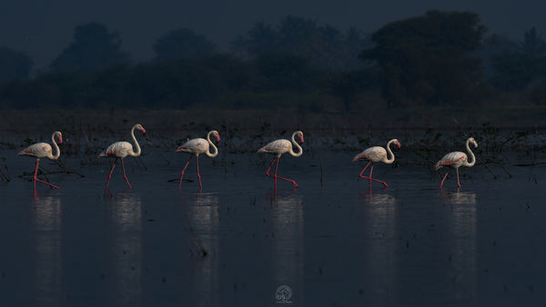 Greater Flamingos...