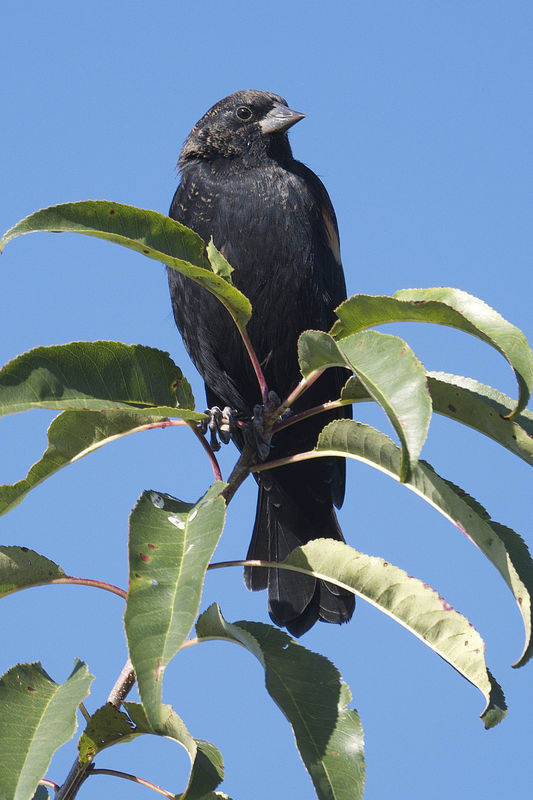 Male Red-winged Black Bird...