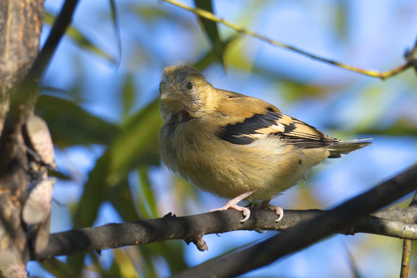 Female Goldfinch...
