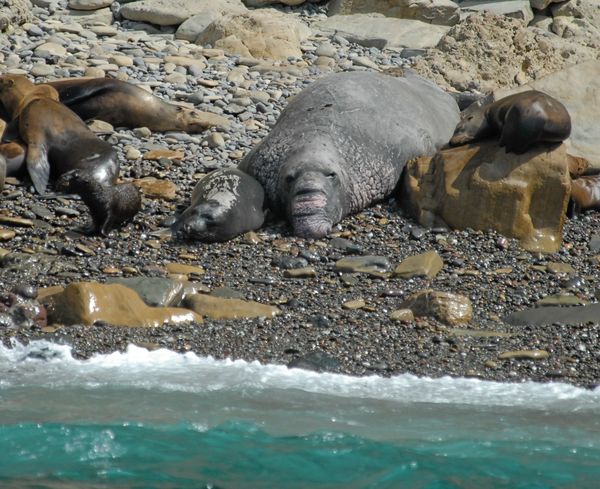 Seals and sea lions in Mexico...