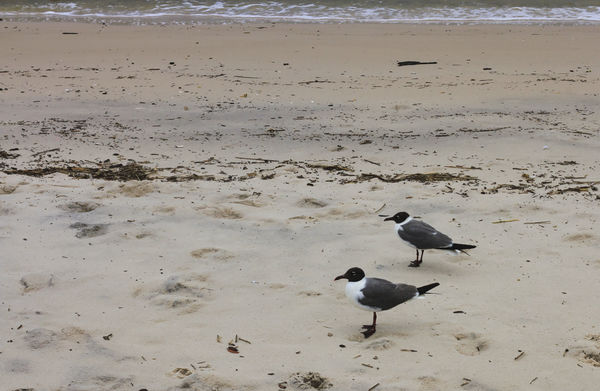 Sand & Sea Gulls...