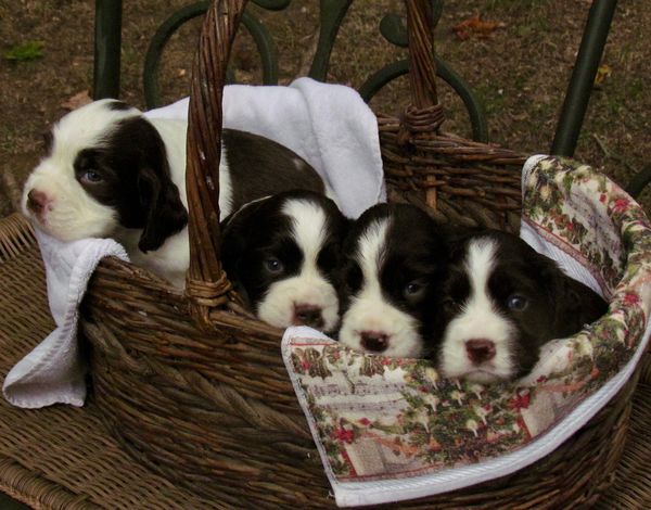 taken several years ago . We only have a litter on...