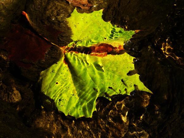 Sycamore leaf...