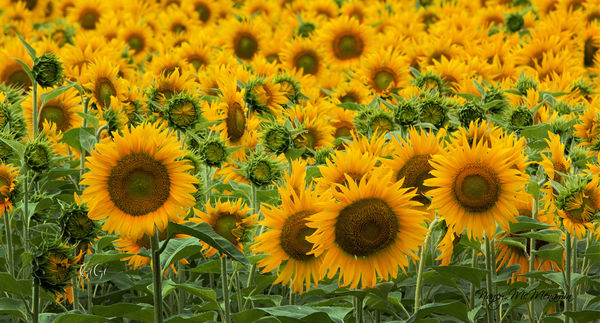 Sunflower field...
