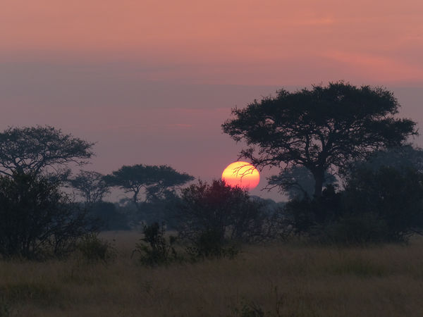 Acacia trees at sunrise, Serengeti...