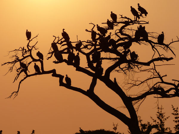 Vultures at sunset after wildebeest dinner, Sereng...