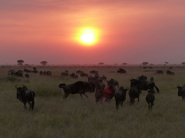 Wildebeest at sunset, Serengeti...