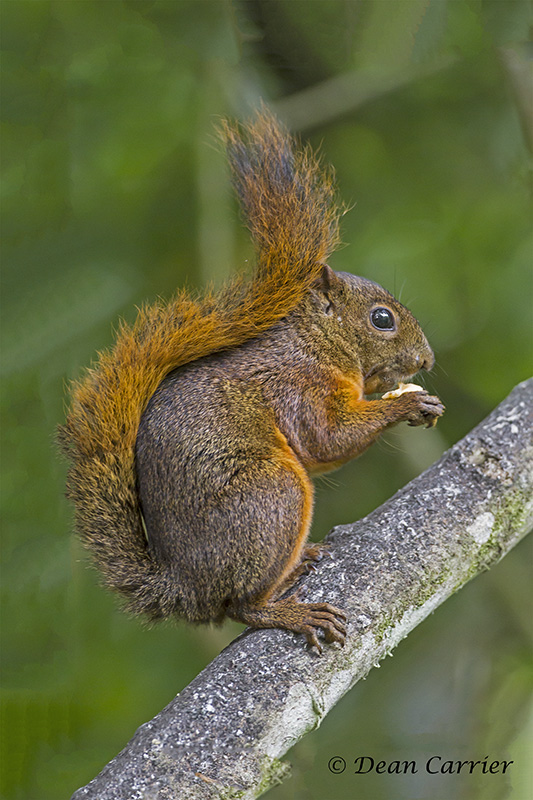 Red Squirrel-Ecuador...