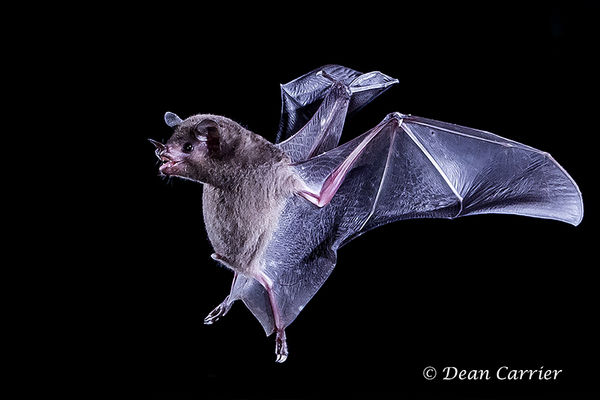 Pallas Long-tongued Bat-Costa Rica...