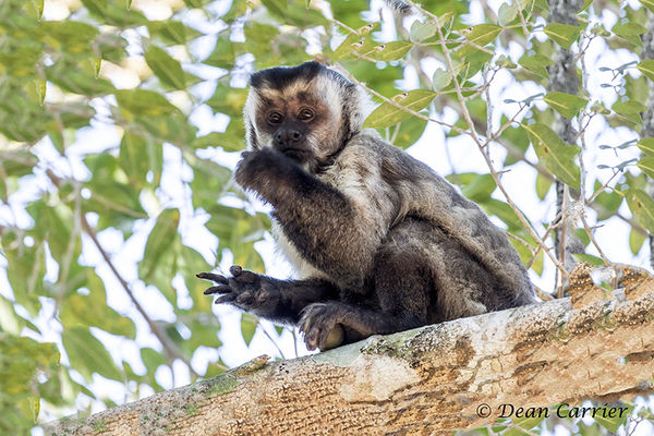 Tufted Capuchin-Brazil...