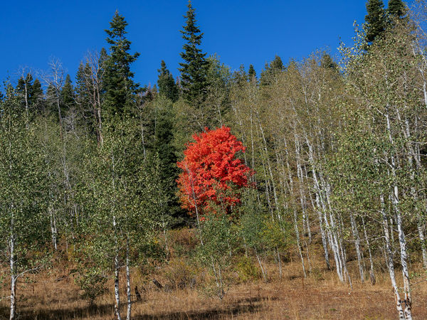 1. Maple in an Aspen forest...
