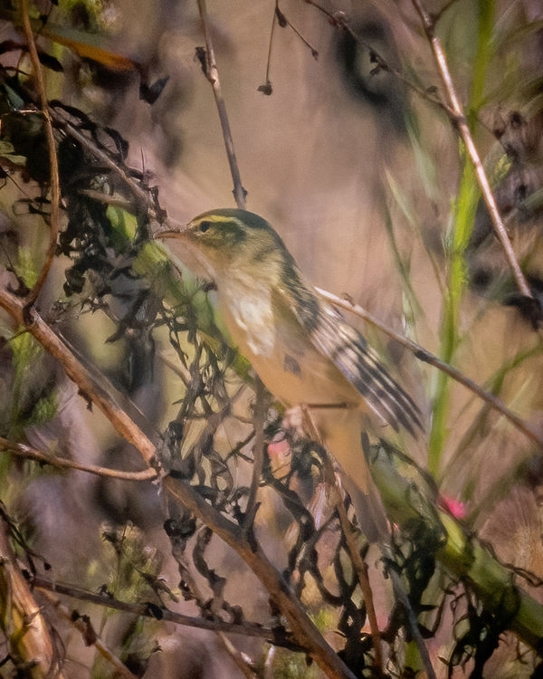 Arctic Warbler - a very rare visitor to Southern C...