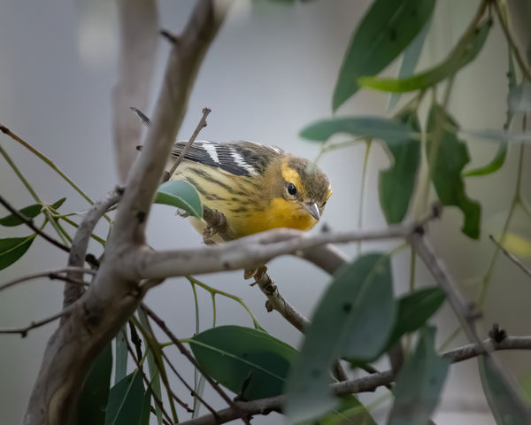 Blackburnian Warbler - an infrequent visitor....