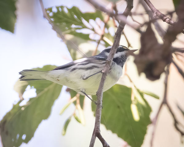 Black-throated Gray Warbler...