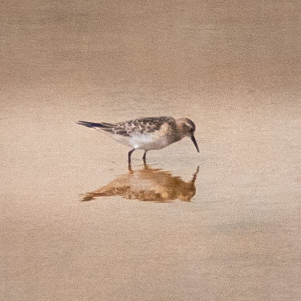 Baird's Sandpiper - not too rare but never seen in...