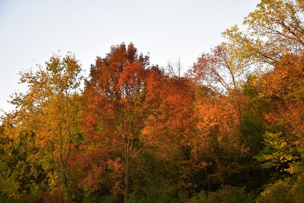 Some fall foliage