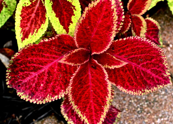 ....and here's the Coleus....