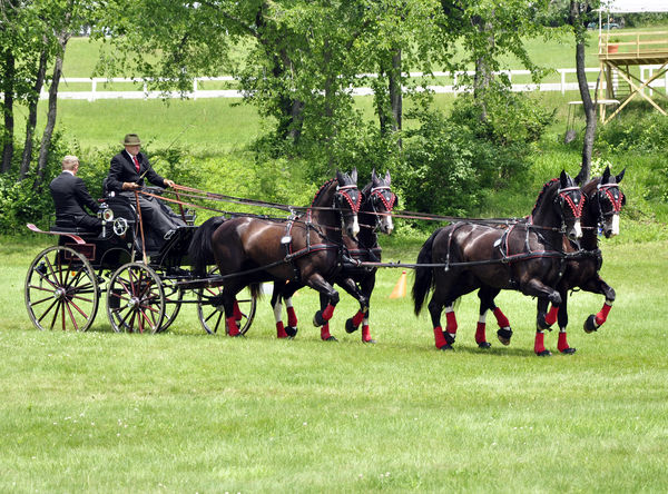 Dressage with four-in-hand Dutch Harness horses an...