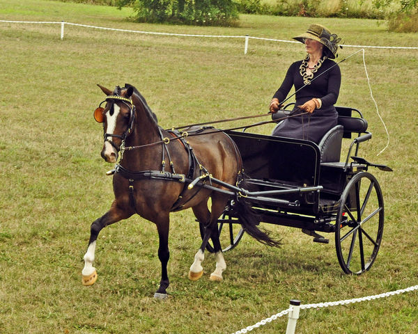 Dressage with Morgan horse and basic carriage...